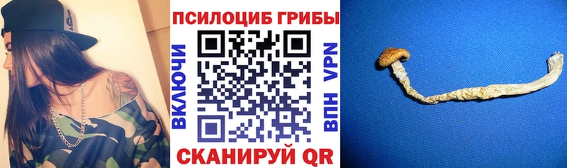 Псилоцибиновые грибы MAGIC MUSHROOMS  блэк спрут ССЫЛКА  площадка какой сайт  Цивильск 